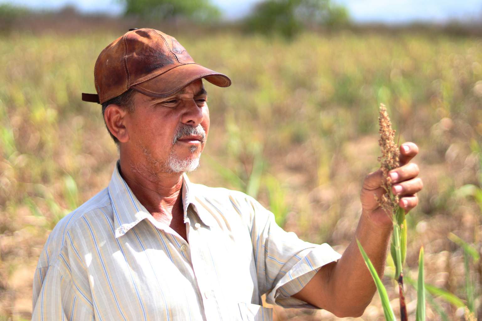 Hora de Plantar 150 mil agricultores serão beneficiados