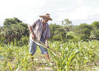 46 prefeitos do CE assinam o Termo de Adesão ao Garantia Safra