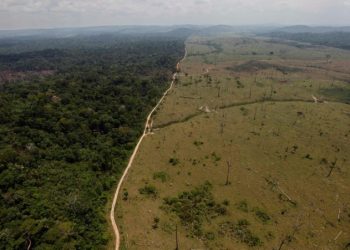 Desmatamento e mudanças climáticas podem dividir a floresta amazônica, revela estudo