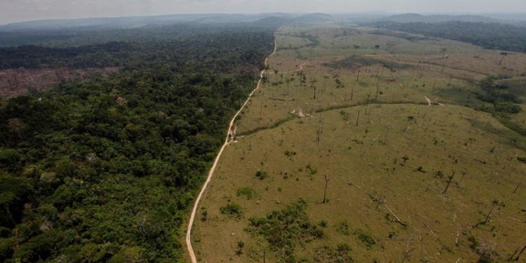 Desmatamento e mudanças climáticas podem dividir a floresta amazônica, revela estudo