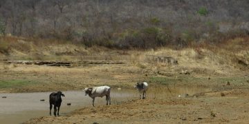 (Foto: Honório Barbosa)