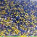 Brasil e Venezuela deve ser o 1° jogo com estádio lotado na Copa América