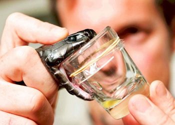 Pacientes enfrentam dificuldades para encontrar soro antiofídico no interior do Estado