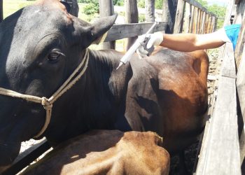 Ceará deve se tornar zona livre de aftosa sem vacinação em 2021
