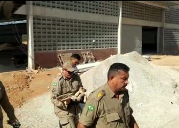 Filhote de cão é resgatado após ficar preso em ferragens de obra