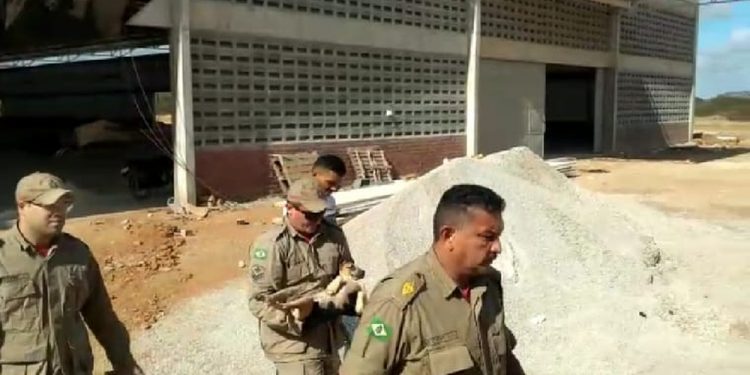 Filhote de cão é resgatado após ficar preso em ferragens de obra