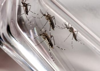 Mortes por dengue caem no Ceará, mas casos confirmados aumentam 122% em relação ao ano passado