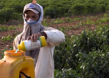 Governo aprova registro de mais 51 agrotóxicos, totalizando 262 no ano