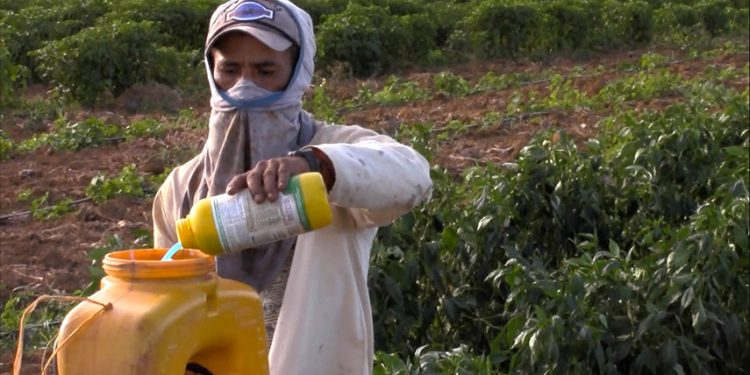 Governo aprova registro de mais 51 agrotóxicos, totalizando 262 no ano
