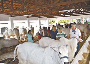 Expocrato começa hoje com expectativa de aquecer economia local