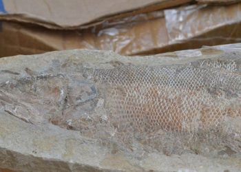 Comércio ilegal de fósseis é flagrado em municípios do Cariri cearense