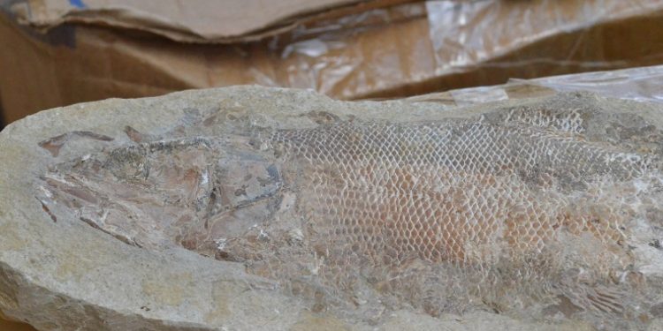 Comércio ilegal de fósseis é flagrado em municípios do Cariri cearense