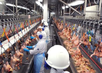 Vetado na Europa, frango com salmonela é revendido legalmente no Brasil