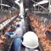 Vetado na Europa, frango com salmonela é revendido legalmente no Brasil
