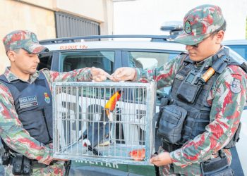Um tucano foi resgatado, no mês passado, em Fortaleza. O animal foi encontrado dentro de uma academia no bairro Vila União (Foto: Natinho Rodrigues)