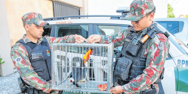 Baixo efetivo de policiais ambientais dificulta fiscalização no Ceará