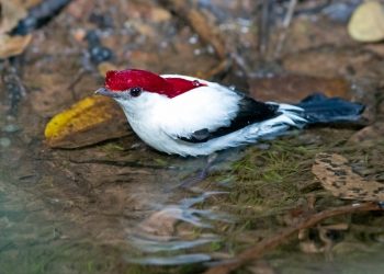 Refúgio da Vida Silvestre Soldadinho do Araripe será criado neste sábado (20), na Expocrato