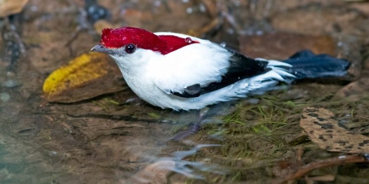 Refúgio da Vida Silvestre Soldadinho do Araripe será criado neste sábado (20), na Expocrato