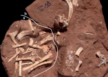 Pesquisador da URCA participa da descoberta de nova espécie de pterossauro no Brasil