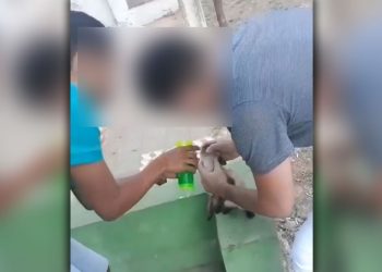 Trio grava vídeo colocando bebida alcoólica na boca de um gato no Crato; polícia investiga