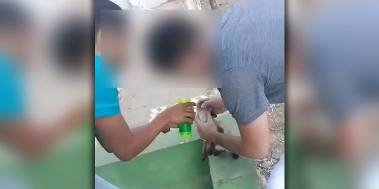 Trio grava vídeo colocando bebida alcoólica na boca de um gato no Crato; polícia investiga