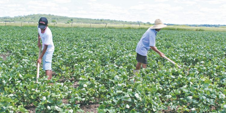 Mais de 150 mil cearenses devem declarar título de propriedade rural
