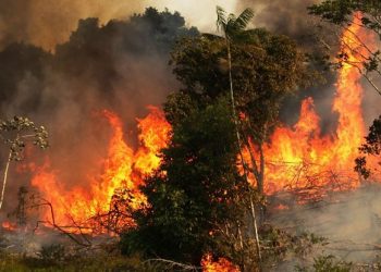 A sociedade da trapaça – Por Sandro Leonel