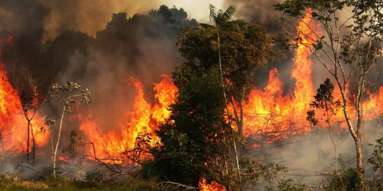 A sociedade da trapaça – Por Sandro Leonel