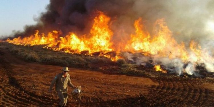 Queimadas disparam, mas multas do Ibama despencam sob Bolsonaro
