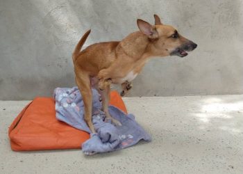 Diarista pede doação para custear operação de R$ 4 mil de sua cadela