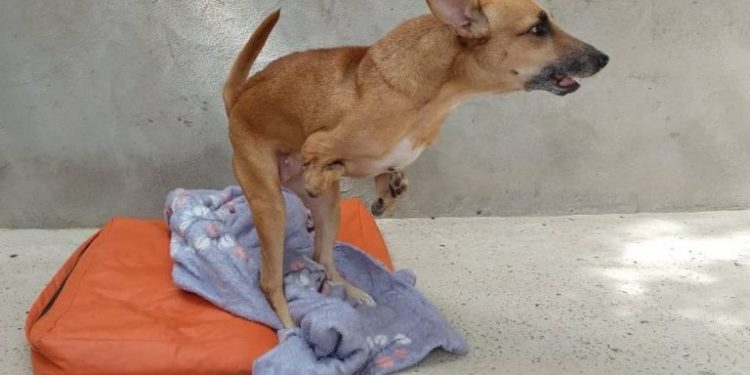 Diarista pede doação para custear operação de R$ 4 mil de sua cadela