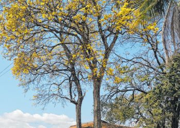 Desmatamento e queimadas causam diminuição de ipês no Cariri