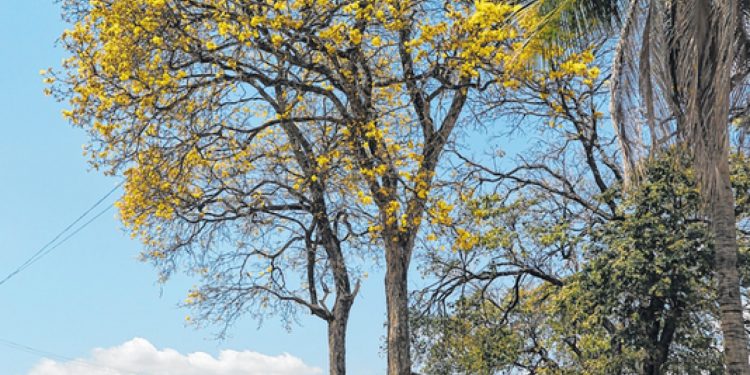 Desmatamento e queimadas causam diminuição de ipês no Cariri