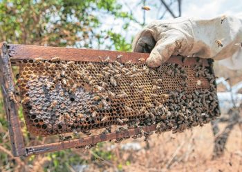 Produção de mel no Ceará cai mais de 60% em cerca de 12 anos