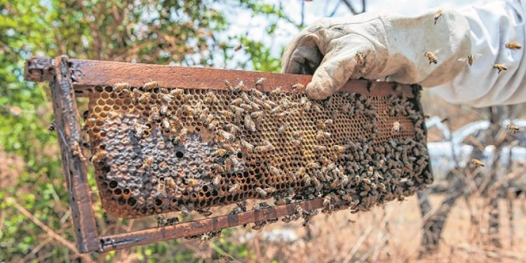 Produção de mel no Ceará cai mais de 60% em cerca de 12 anos