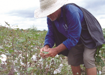 Plantio do algodão volta ao Cariri após quase quatro décadas