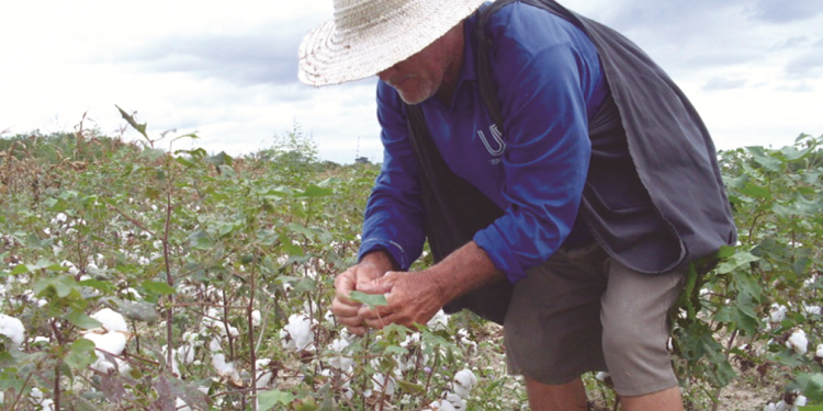 Plantio do algodão volta ao Cariri após quase quatro décadas