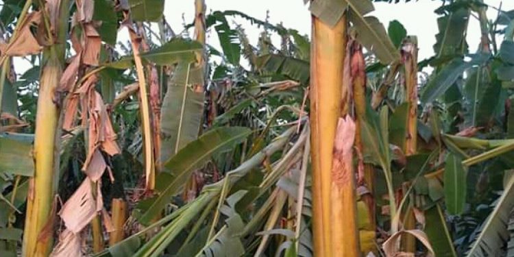 Plantação de bananas é destruída após ventos com rajadas de 38 km/h, em Iguatu