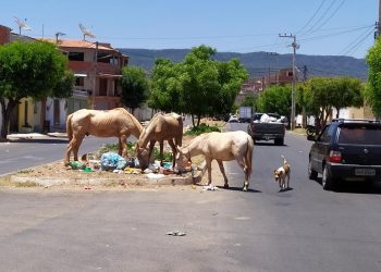 Antigo problema em Barbalha, animais soltos nas ruas aumenta risco de acidentes