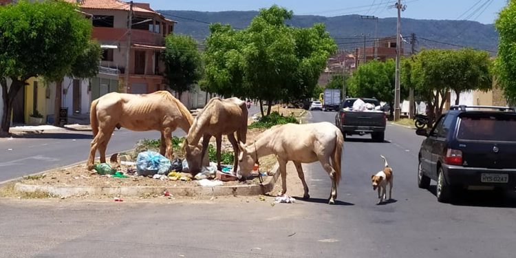 Antigo problema em Barbalha, animais soltos nas ruas aumenta risco de acidentes