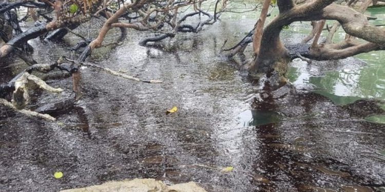 Essenciais para o planeta, manguezais no Nordeste são ‘sufocados’ por petróleo