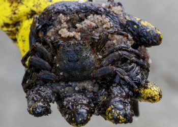 (Foto: Diego Nigro/Reuters)