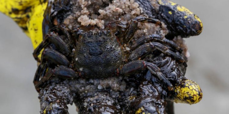 Óleo já atingiu ecossistemas de 14 unidades de conservação do país