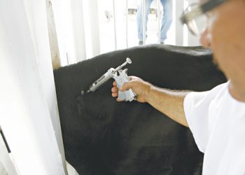 2ª Etapa da Campanha contra Febre Aftosa tem início nesta sexta-feira (1)