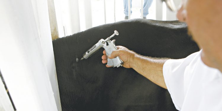 2ª Etapa da Campanha contra Febre Aftosa tem início nesta sexta-feira (1)