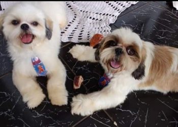 Cachorro é morto com tijolada após discussão entre vizinhos em Tabatinga (Foto: Arquivo pessoal/Lidiane Silva)