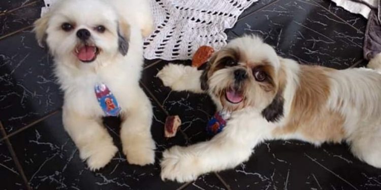 Cachorro é morto com tijolada após discussão entre vizinhos