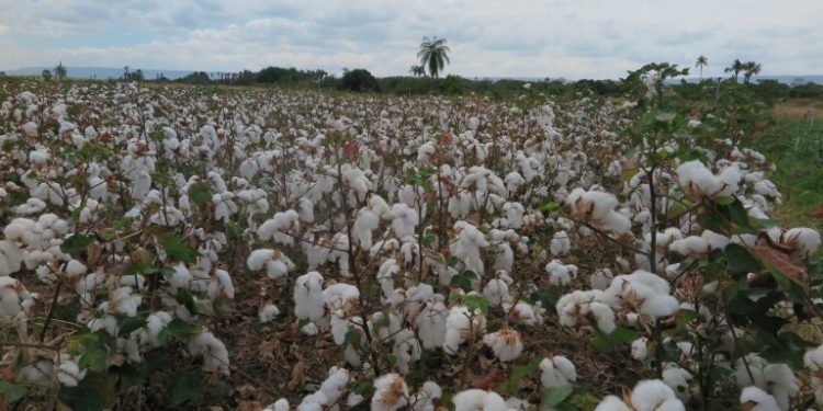 Embrapa oferece visita ao seu campo experimental de algodão em Barbalha