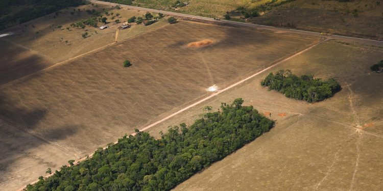 Desmatamento na Amazônia cresce 29,5% e é o maior em 10 anos
