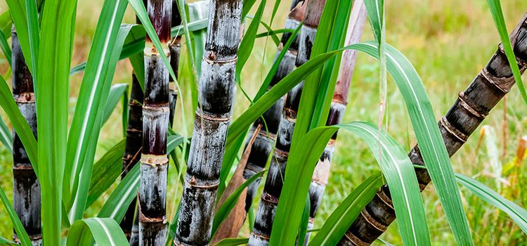 Bolsonaro revoga decreto que impedia expansão da cana-de-açúcar para Amazônia